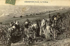 cp la vigne vendange _1.jpg