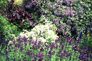 staudengarten