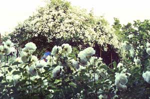 garten-weiss