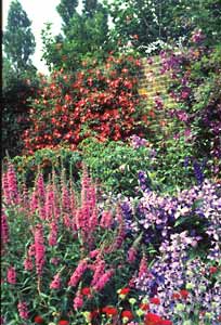 garten-purple