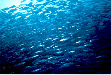 Fischschwarm