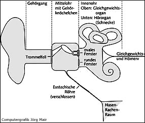 Das Mittelohr