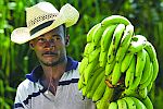 en Guadeloupe, Antilles  - Einheimischer beim Bananenverkauf