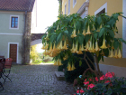 Trompetenblume