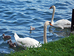 Schwanenfamilie