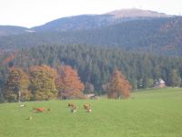 K�he mit Blick zum Feldberg