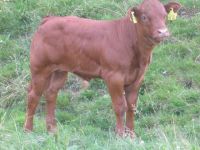Kalb Friddy