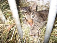 Katze