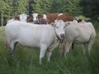 Olga und co.