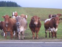 unsere K�he