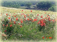 Coquelicots