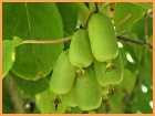Mini Kiwi vom Hof K&auml;hlen