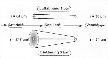 Sauerstofftransport im Bereich der Mikrozirkulation