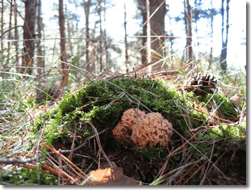 Pilz Krause-Glucke