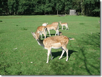 familienfreundliche Wildpark Wei�ewarte
