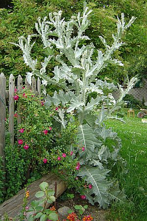 Eseldistel