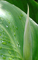 Regenwassernutzung