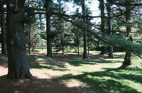 Sonnendurchfluteter Wald