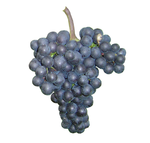 Traube1.jpg Traube1.jpg