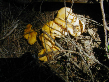 kleine Kostbarkeiten im Nationalpark Hohe Tauern