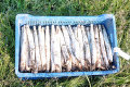 Spargel direkt nach dem Stechen Spargel direkt nach dem Stechen