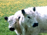 Hofladen und Hofcafe Bauernhof Kaiserhof in Salem, Galloways, Geflügel, Spargel, Kartoffeln, Hoffeste