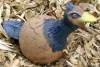 Holz Traub in Rheinfelden - Sch�ner gestalten im Garten. Hier sehen Sie die Blau- beige Ente.