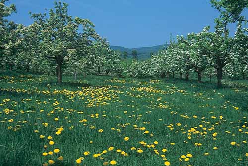 Der Frühling in der Pfalz