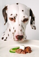 Ernährung für Hunde, Hundeernährung