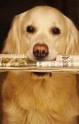 Hundetipps-24 Newsletter