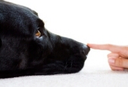 Hundetipps-24: Hunde Ernährung, Hundegesundheit, Hunderassen