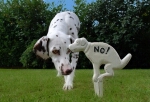 Hundetipps