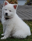 nanook