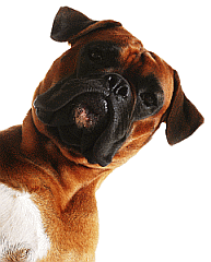 Hundezentrum Fulda