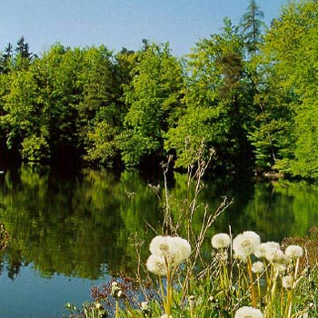Waldweiher