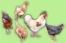 unsere Hendln
