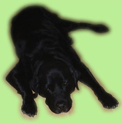 unser Hund Aaron