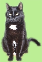 unsere Katze Shakira