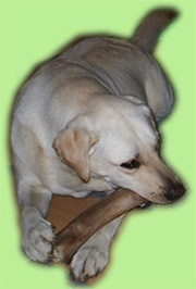 unser Hund Chester