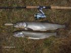 Namaycush 45cm und 55cm.jpg