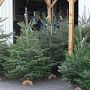 sapins_image1bis.jpg (2561) 