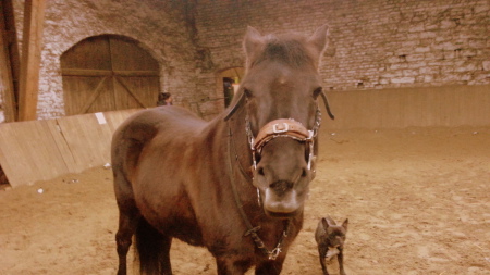 My Little Pony & Ottili :P