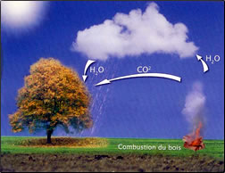 Photosynthèse et cycle du carbone
