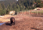 fotogalerie/03_grizzly2.jpg