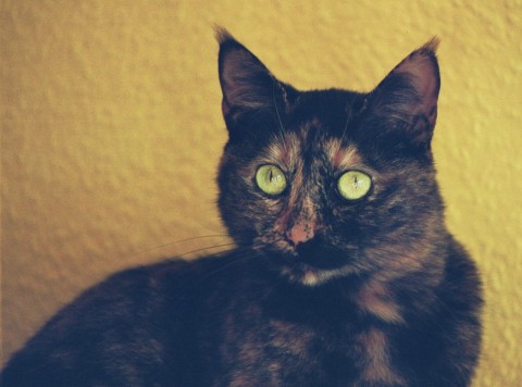Shorty , 5 Jahre