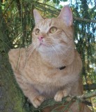Ginger , ca. 2 Jahre Ginger , ca. 2 Jahre