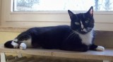 Gino, 8 Jahre Gino, 8 Jahre