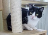 Little Joe, 5 Jahre Little Joe, 5 Jahre