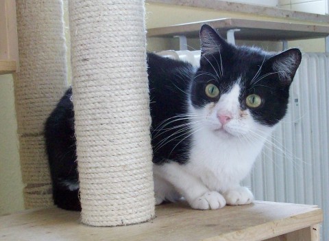 Little Joe, 5 Jahre
