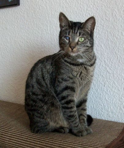 Ronja